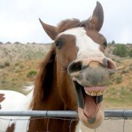 cavalo a rir