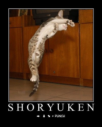 Shoryuken dragon punch cat