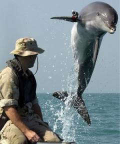 A dolphin with a frickin' laser beam