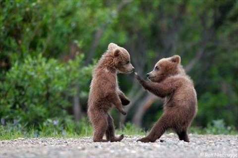 Kung Fu bear cubs