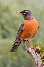 American Robin (credit: Mgiganteus)