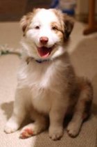 Australian Shepherd puppy