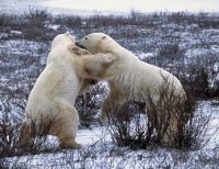 These bears have bad posture