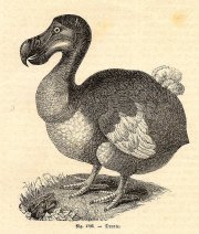 Dodo bird