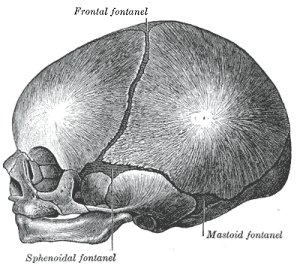 Fontanelles