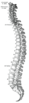 Vertebral column