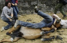 Horse wrestling