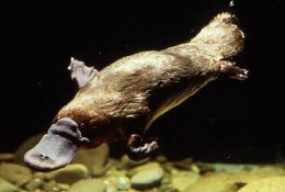 Platypus swimming